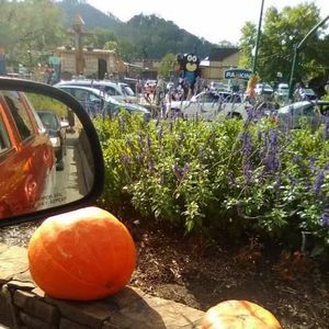 Meet your Posher, Janice